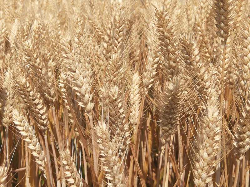 2025年小麦最低收购价每斤上涨一分_2026年小麦最低收购价政策分析_2025年粮食价格走势图