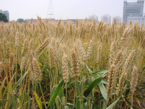 小麦市场再掀涨价潮？陕西、山东领涨，全国行情意外翻红