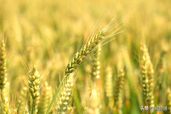 小麦涨价趋势分析_小麦价格行情 最新小麦收购报_全国小麦市场行情动态