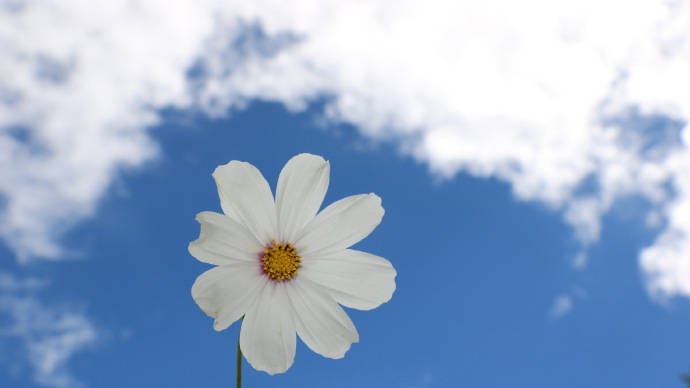 50ETF期权交割日_50ETF期权交易规则特点_50etf期权如何行权