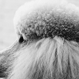 被执行标的是什么意思_失信被执行人什么意思_被执行人是什么意思