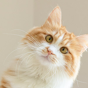 被执行人是什么意思_被执行标的是什么意思_失信被执行人什么意思